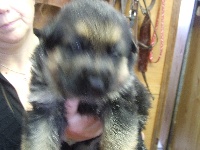 CHIOT