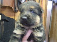 CHIOT