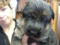 CHIOT
