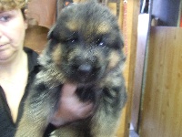 CHIOT