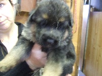 CHIOT
